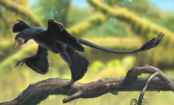 Ирландские палеонтологи: у динозавров была перхоть