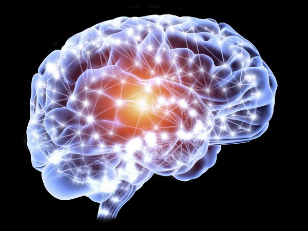 Ученые: Чем выше уровень интеллекта, тем проще строение мозга