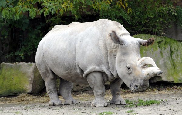 Генетики решили клонировать северного белого носорога
