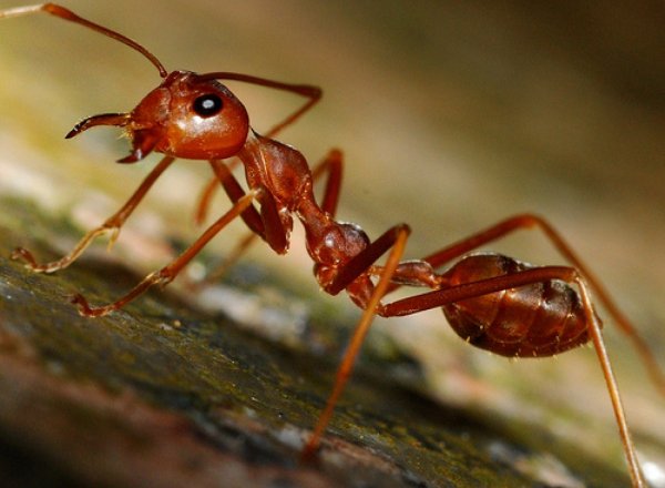 Ученые: Грибы, которые превращают муравьев в зомби, появились в Европе