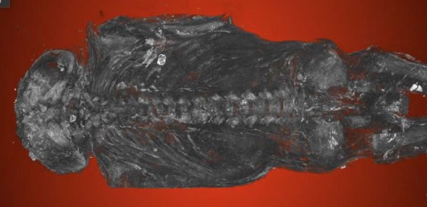 Исследователи нашли внутри мумии птицы мертворожденного младенца