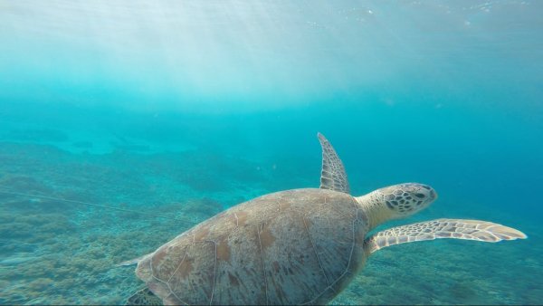 Ученые: Окисление океанов привело к развитию морской и земной жизни