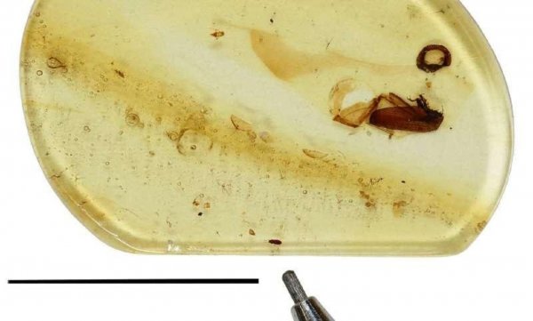 Ученые обнаружили в янтаре жука времен динозавров