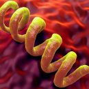 Учёные работают над лекарством от сифилиса
