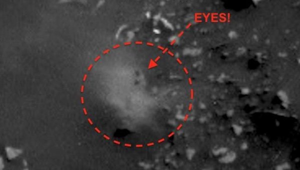 Уфолог обнаружил живого хлопающего глазами пришельца на Марсе