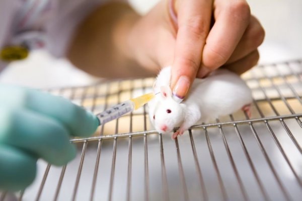 Ученые помогли мышам победить холеру благодаря молочным бактериям