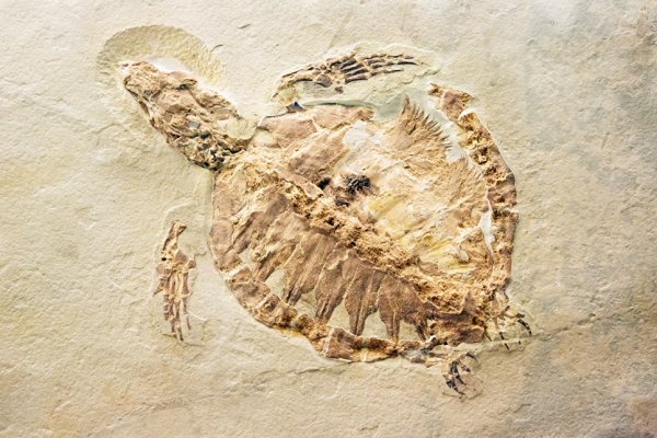 В Китае фермер обнаружил окаменелые останки черепахи юрского периода