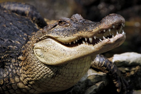 Ученые тестируют крокодилов, чтобы узнать о способностях древних ящеров