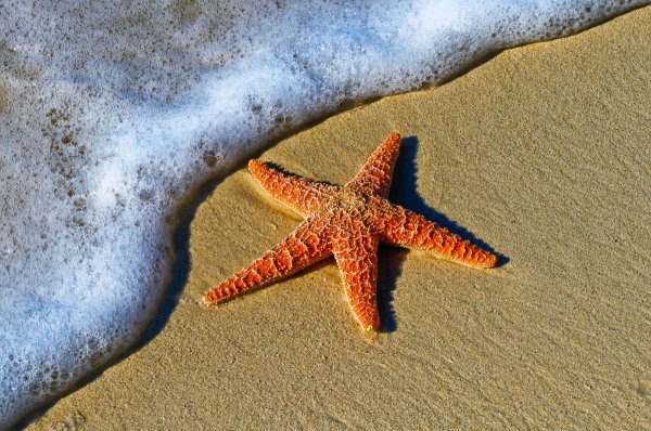 Ученые: Благодаря мутации морские звезды стали устойчивыми к смертельным болезням