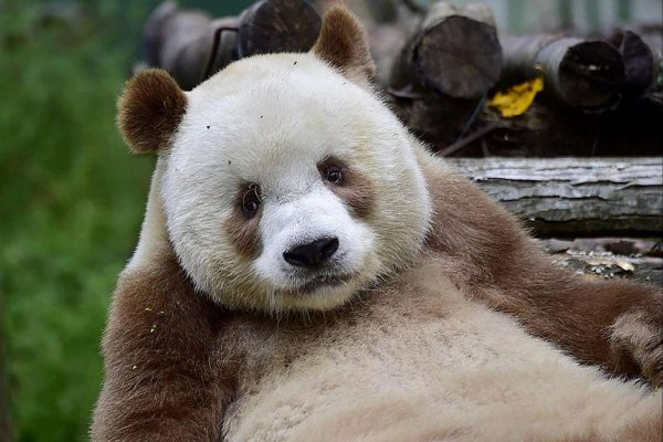 Панда уникального окраса поставила ученых в тупик
