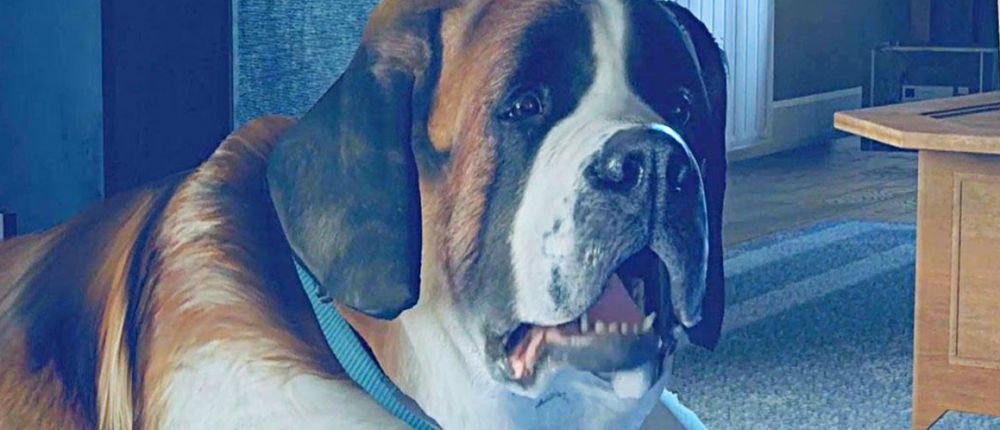 В Detroit: Become Human нашли собаку с человеческими руками