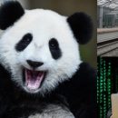 Panda снова в деле: Хакеры заразили вирусом сайт МКЖД