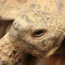 В Поволжье обнаружены останки гигантской черепахи мезозойского периода