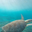 Ученые: Окисление океанов привело к развитию морской и земной жизни