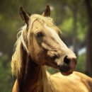 Ученые разобрались, как изучать язык животных для правильного понимания
