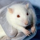 Учёные нашли в мозгу крыс «стёртые» воспоминания о пространстве