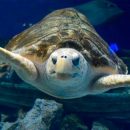 Биологи: Опухоли морских черепах похожи на человеческий рак