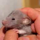 Поздно родившие крысы производят на свет сыновей с проблемными сосудами