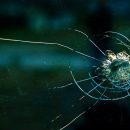 Ученые создали стекло из деревянного материала
