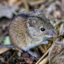 Ученым впервые удалось вылечить у мышей последствия деменции