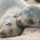 Ученые: Спящие в воде морские котики не видят сны