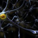 Учёные нашли способ лечения рассеянного склероза