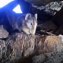 В Китае засняли на видео самое скрытное существо на планете