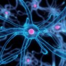 Ученые нашли клетки, способные восстановить весь организм
