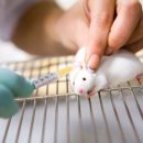 Ученые помогли мышам победить холеру благодаря молочным бактериям