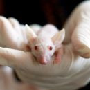 Ученые выяснили, почему алкоголикам водка кажется слаще сахара