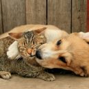 Ученые: Коты тупее, чем собаки