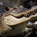 Ученые тестируют крокодилов, чтобы узнать о способностях древних ящеров