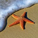 Ученые: Благодаря мутации морские звезды стали устойчивыми к смертельным болезням