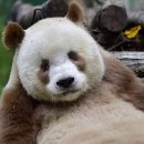 Панда уникального окраса поставила ученых в тупик