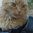 Фанат Fallout создал для своего кота силовую броню